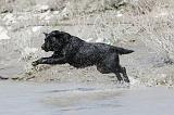 LABRADOR 531